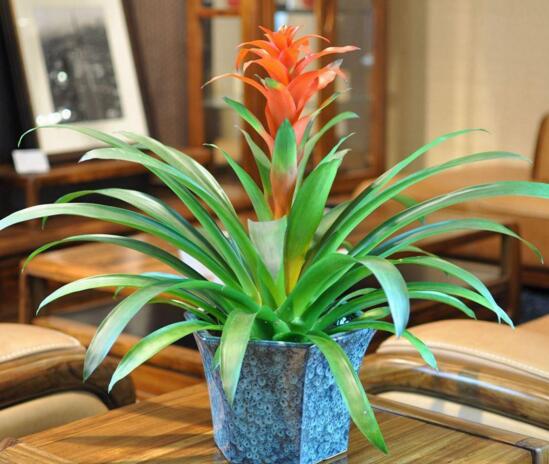 鸿运当头花如何养才红，温度光照肥料水分土壤缺一不可