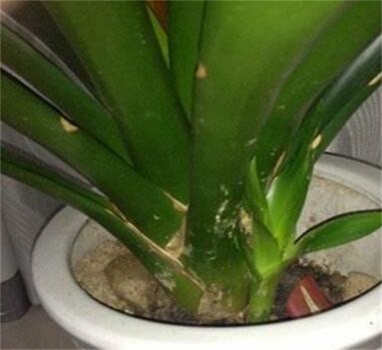 鸿运当头花如何养才红，温度光照肥料水分土壤缺一不可