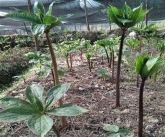 鸿运当头花如何养才红，温度光照肥料水分土壤缺一不可