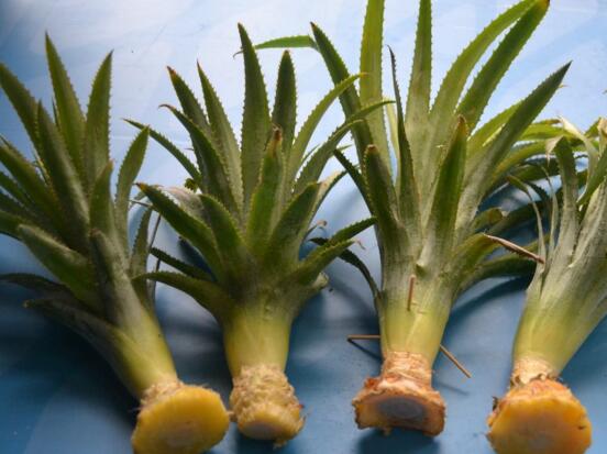 鸿运当头小苗如何养，5个步骤教你养出一盆鲜艳的鸿运当头