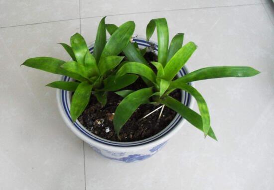 鸿运当头小苗如何养，5个步骤教你养出一盆鲜艳的鸿运当头