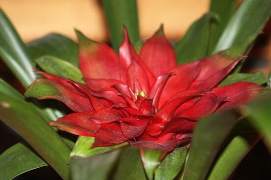 鸿运当头小苗如何养，5个步骤教你养出一盆鲜艳的鸿运当头