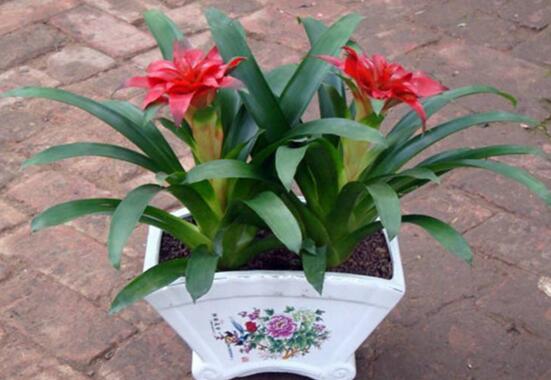 鸿运当头小苗如何养，5个步骤教你养出一盆鲜艳的鸿运当头