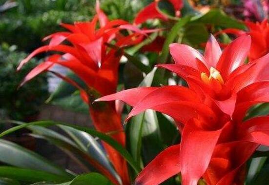 鸿运当头小苗如何养，5个步骤教你养出一盆鲜艳的鸿运当头