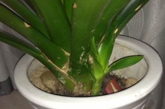 鸿运当头小苗如何养，5个步骤教你养出一盆鲜艳的鸿运当头