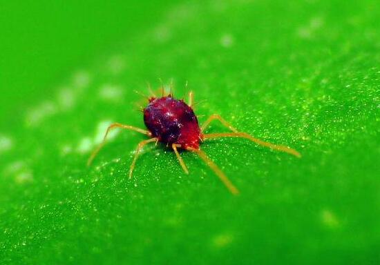 鸿运当头小苗如何养，5个步骤教你养出一盆鲜艳的鸿运当头