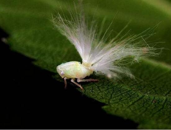 鸿运当头小苗如何养，5个步骤教你养出一盆鲜艳的鸿运当头