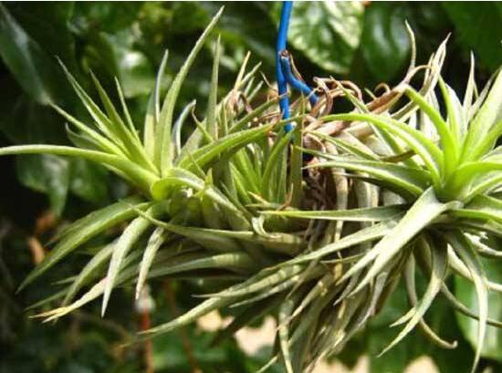 鸿运当头小苗如何养，5个步骤教你养出一盆鲜艳的鸿运当头