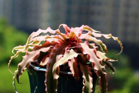 鸿运当头小苗如何养，5个步骤教你养出一盆鲜艳的鸿运当头