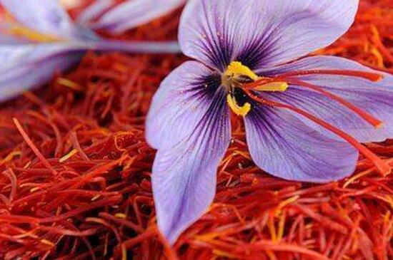如何辨别藏红花的真假