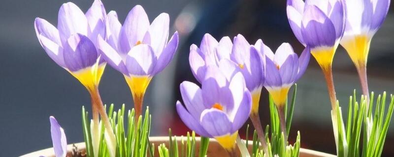 藏红花养殖办法及留意事项