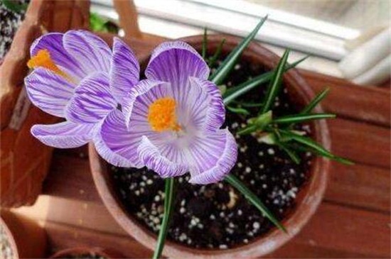 藏红花养殖办法及留意事项