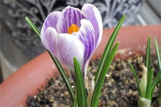藏红花养殖办法及留意事项