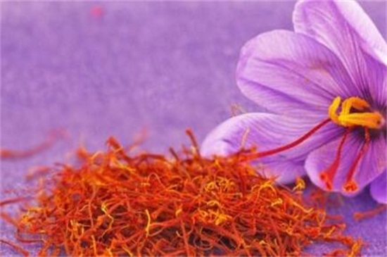 藏红花是什么样子的,是红色的细长线形花丝