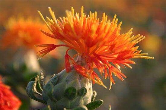 藏红花一亩成本多少钱,1~4万左右