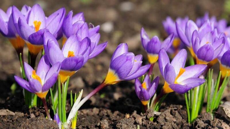 藏红花养殖办法及留意事项