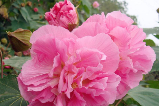 芙蓉花如何管理