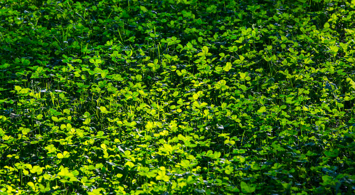 三瓣叶子的植物有哪些