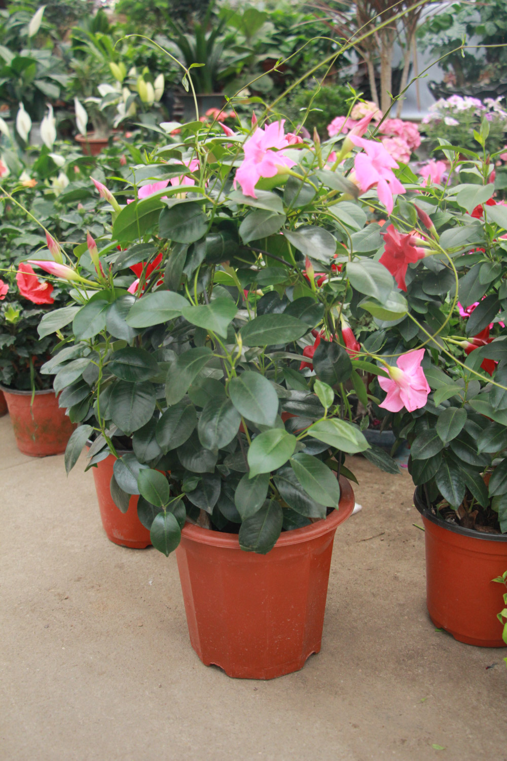 飘香藤适合在室内养吗