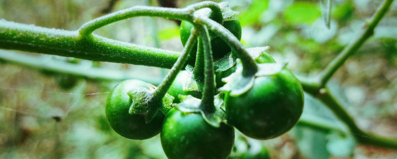 凌晨六点龙葵花如何开放