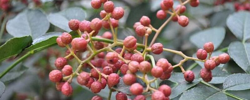 花椒树防冻的最佳办法