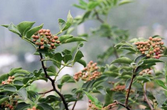 花椒树防冻的最佳办法