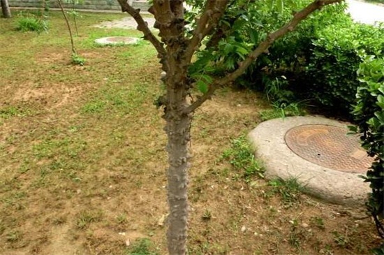 花椒树文玩如何处理