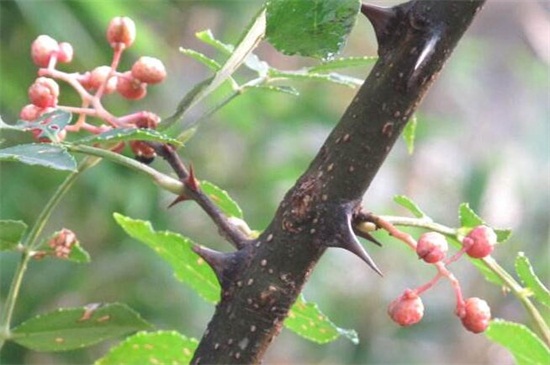 花椒树文玩如何处理