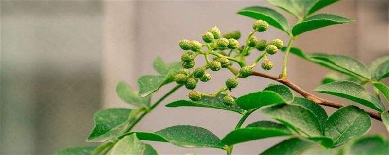 花椒树移栽的最佳时间