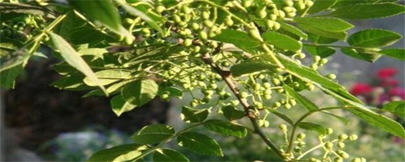 小花椒树如何修剪