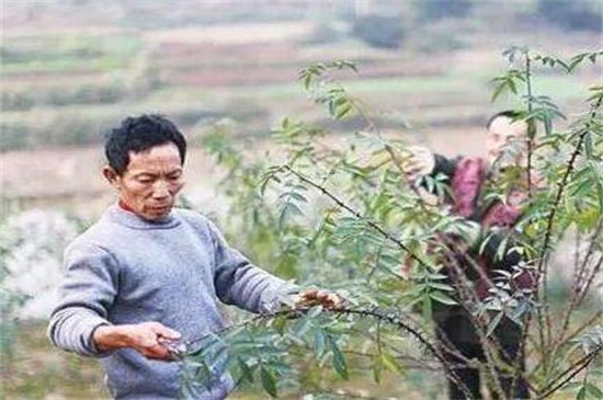 小花椒树如何修剪
