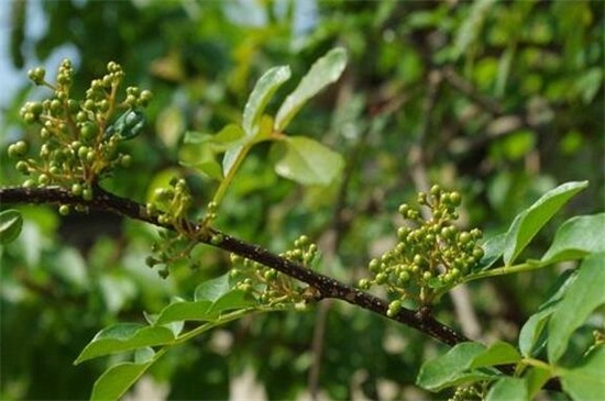 小花椒树如何修剪