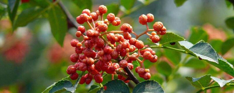 花椒树的种植办法