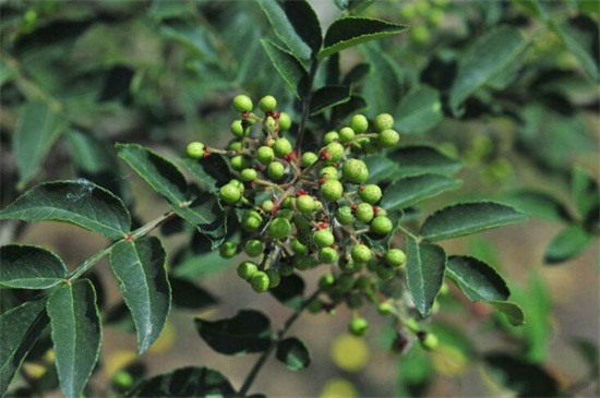 花椒树的种植办法
