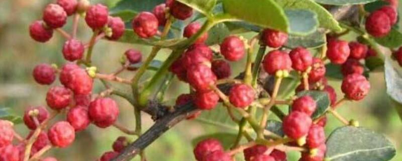 花椒籽如何种发芽最快