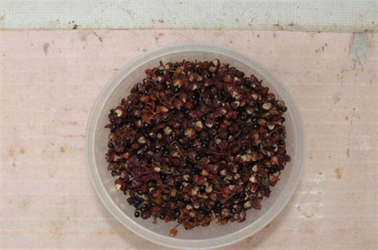 花椒籽如何种发芽最快