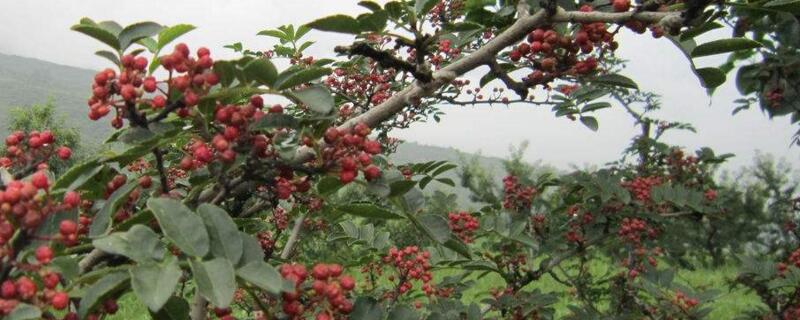 花椒苗如何培育