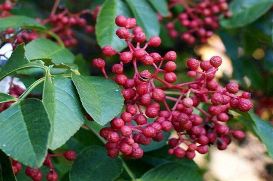 花椒苗如何培育