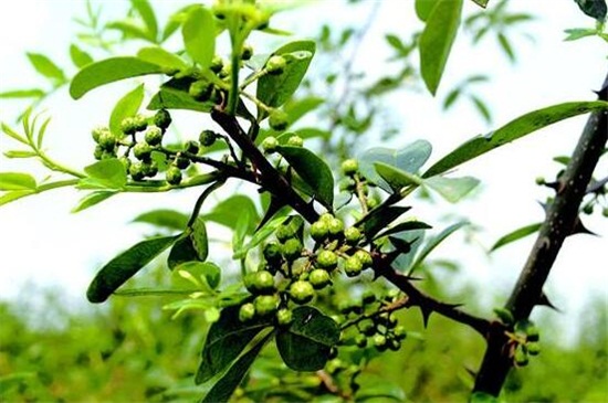 花椒苗如何培育