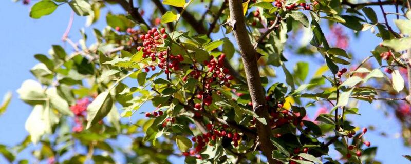 花椒树的修剪办法