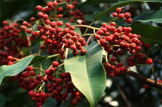 花椒树的修剪办法