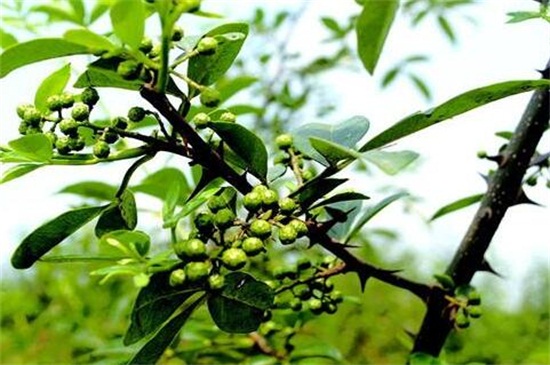 花椒树的修剪办法