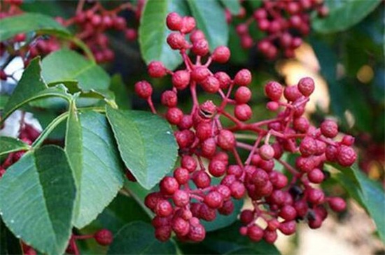 花椒树的修剪办法