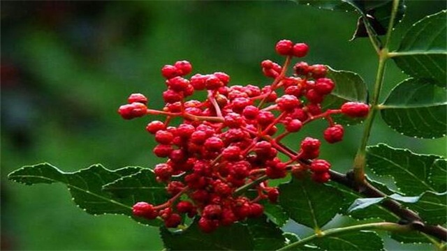 花椒种子如何育苗