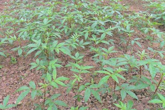 花椒种子如何育苗