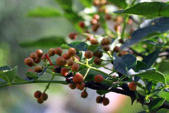花椒种子如何育苗