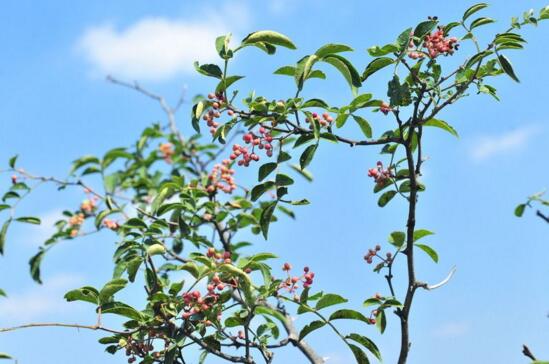 花椒树如何种