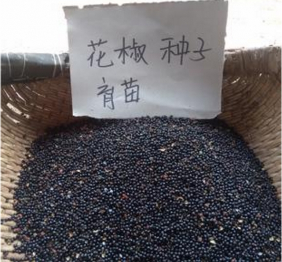 花椒什么时候种：播种分春播和秋播；秋季在土壤封冻前播种；春播时间在“春分”前后