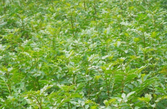 花椒什么时候种：播种分春播和秋播；秋季在土壤封冻前播种；春播时间在“春分”前后