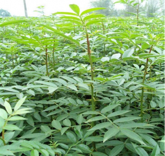 花椒什么时候种：播种分春播和秋播；秋季在土壤封冻前播种；春播时间在“春分”前后